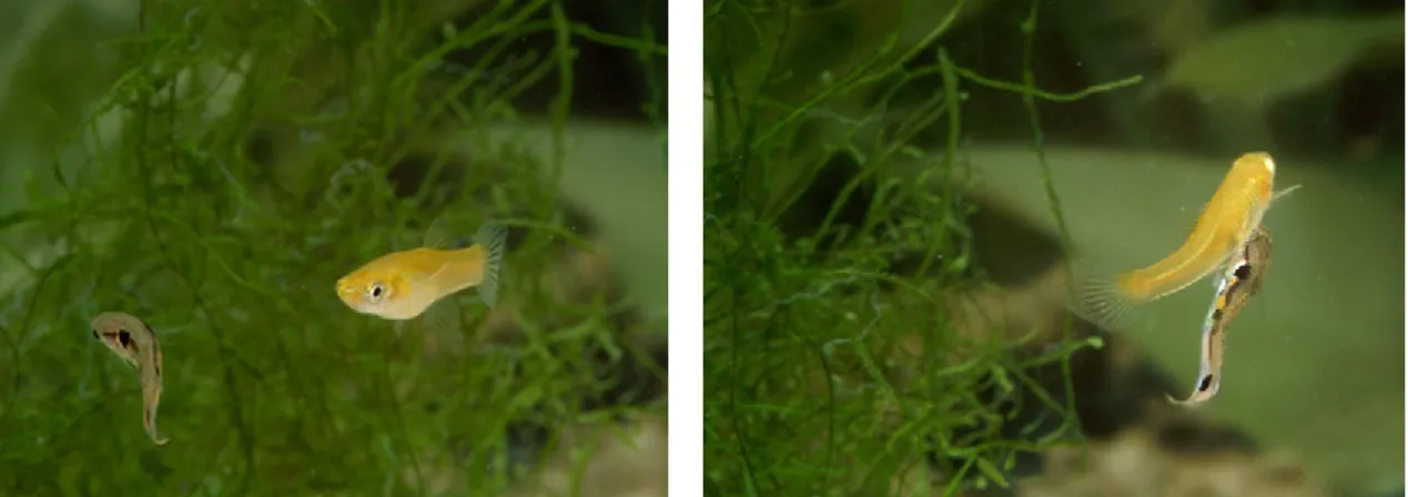 Figure 5. Mating  context  in  guppies. Male (smaller and colourful) directing a mating  tactic to a female (from the left to the right): a) courtship display, b) unsolicited attempt