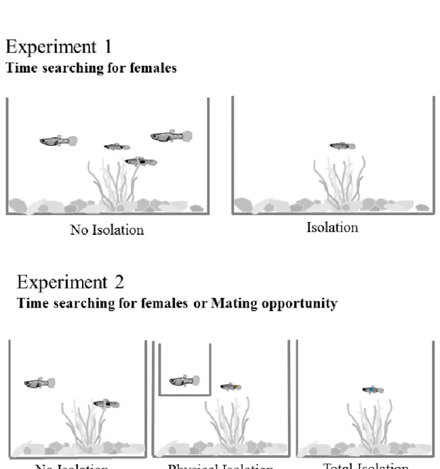 Figure  2.  Isolation  treatments  for  the  two  conducted  experiments.  20  hours  before  behavioural  observation  focal  males  were  assigned  to  different  treatments