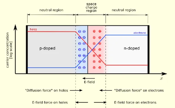 Figure 2.4 - A p–n junction in steady state with no applied voltage. The grey regions represent neutrally charged parts of the  semiconductor [24]