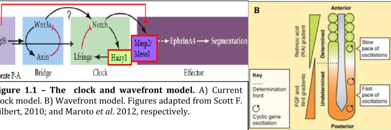 Figure  1.1  –  The    clock  and  wavefront  model.  A)  Current  clock model. B) Wavefront model