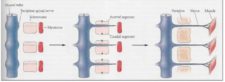 Figure 1.4 - Resegmentation of the sclerotome. Each caudal segment combines with the  next  anterior  sclerotome,  forming  the  vertebral  rudiment