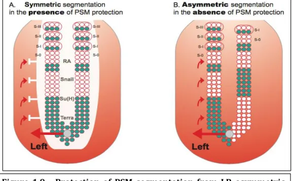 Figure  1.9  -  Protection  of  PSM  segmentation  from  LR  asymmetric  patterning  cues