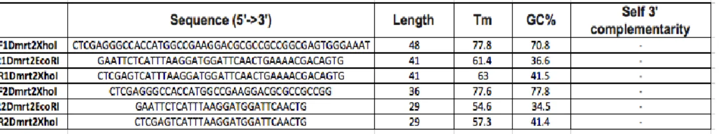 Table 2.1. - Type 1 Primers. Used in standard PCR with  Phusion polymerase,  with the restriction sites for XhoI and EcoRI