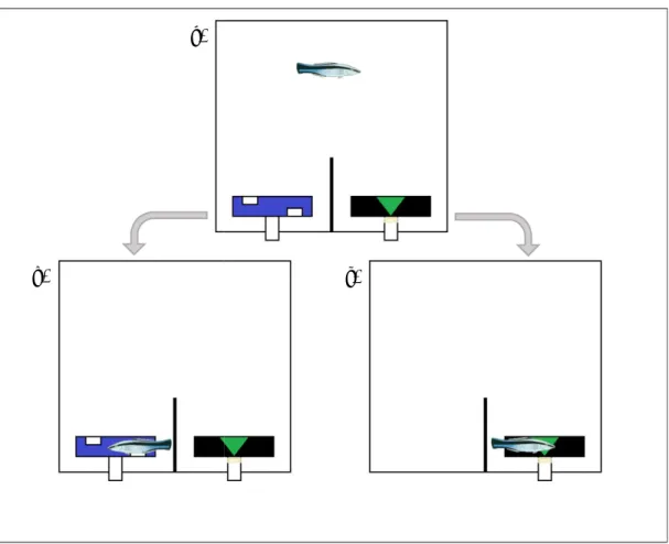 Figure  8 - Upper view of one experimental aquarium. Both experiments  used the same layout