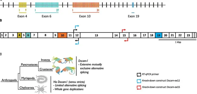 Figure  1.2  -  Schematic  representation  of  genomic  and  mRNA  Dscam1  sequences  from  T