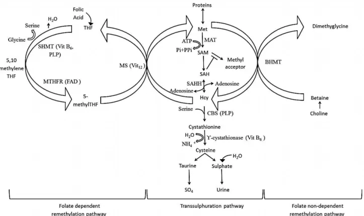 Figure 3: Homocysteine metabolic pathway.  