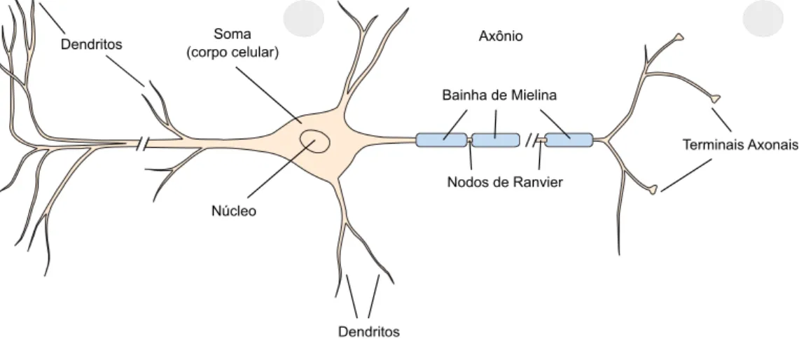 Figura 2.6: Partes básicas de um neurônio. Adaptado de [Kandel et al. 2012]. A membrana exterior de um neurônio forma vários ramos chamados de dendritos, que são os responsáveis por coletar os sinais elétricos vindos de outras células neuronais, e uma estr