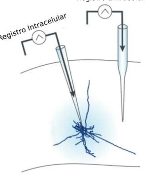 Figura 2.8: Ilustração de um implante de micro-eletrodo intracelular e extracelular. Adap- Adap-tado de [Silver 2010]