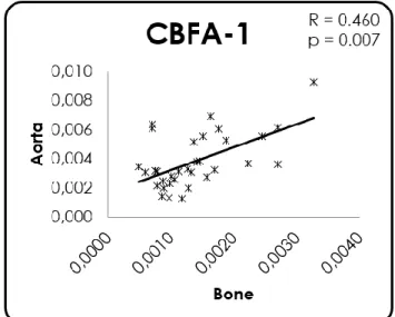 Figure 3 - Correlation between CBFA-1 relative gene  expression in bone and aorta