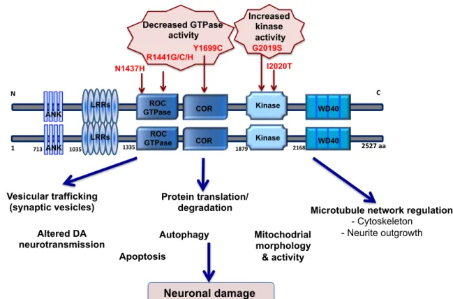 Figure 2. Domain organization of LRRK2 and cellular pathways associated with its  function