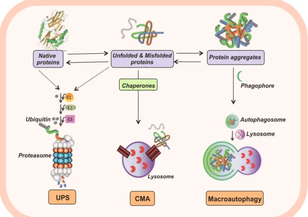Figure 3. Cellular Quality Control Systems. 