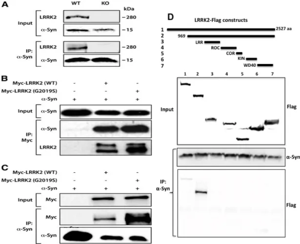 Figure  1.  Co-immunoprecipitation  of  LRRK2  and  α-synuclein.  A  Western  blots  showing  the  immunoprecipitation  of  endogenous  α-synuclein  in  lysates  from  WT  and  LRRK2  knockout  mouse  brains