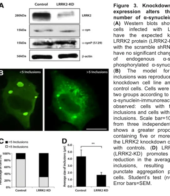 Figure  3.  Knockdown  of  LRRK2  expression  alters  the  size  and  number  of  α-synuclein  inclusions