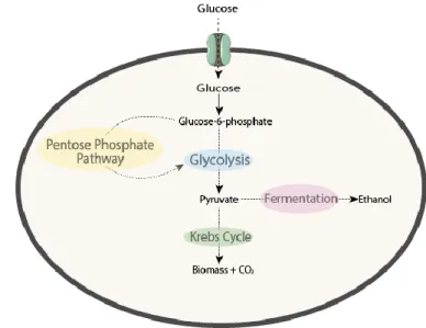Figure 1.1 – The different metabolic pathways for glucose metabolism. Based on Rodrigues et al., 2009