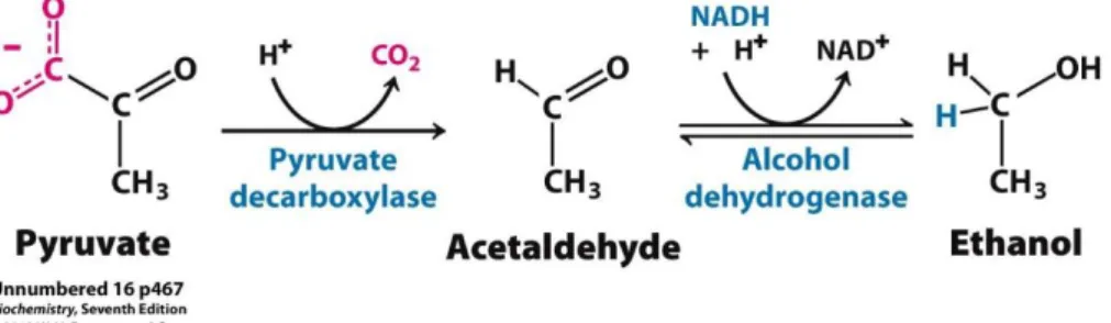 Figure  1.2  -  Alcoholic  Fermentation.  Conversion  of  pyruvate  into  acetaldehyde  by  pyruvate  decarboxylase