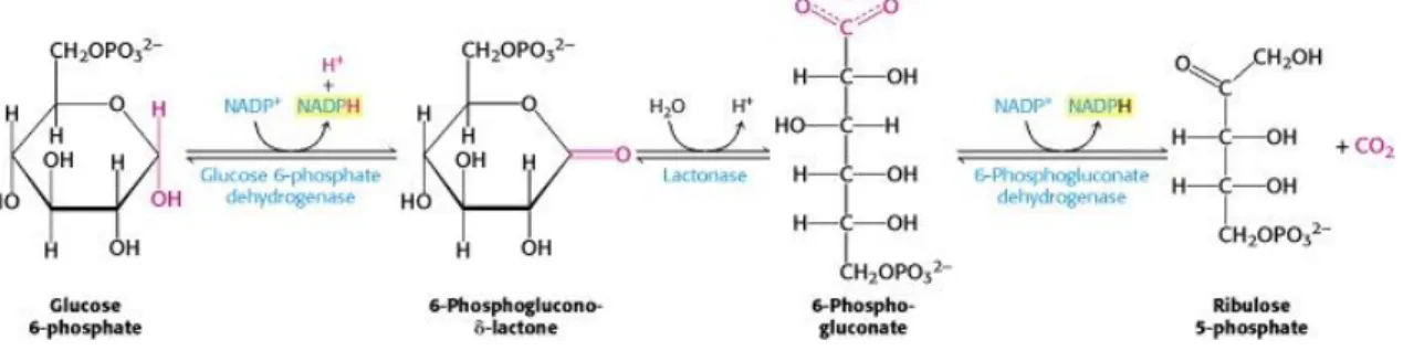 Figure  1.3  -  The  oxidative  phase  of  the  Pentose  Phosphate  Pathway.  Glucose-6-phosphate  is  converted  into  6- 6-Phosphogluconate-δ-lactone by a glucose-6-phosphate dehydrogenase, followed by conversion into 6-Phospho-gluconate by  a  lactonase