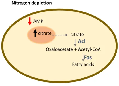 Figure 1.4 – Cellular alterations in oleaginous fungi in nitrogen depletion conditions