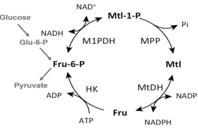 Figure  1.6  -  Mannitol  cycle. Fructose-6-phosphate  is  converted  to  mannitol-1-phosphate  by  mannitol-1-phosphate  dehydrogenase (M1pdh)