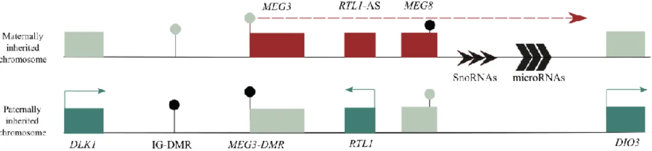 Figure 1.2 - Schematic representation of the DLK1-DIO3 domain. Blue rectangles represent imprinted protein-coding genes  that are paternally expressed, red rectangles represent imprinted noncoding RNAs transcripts that are maternally  expressed,  and the g
