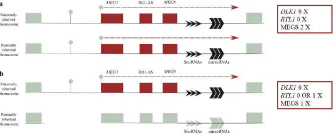 Figure  1.3  -  Schematic  representation  of  defects  at  the  DLK1-DIO3  locus  in  TS14