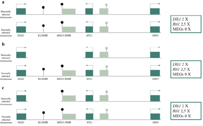 Figure 1.4 - Schematic representation of defects at the DLK1-DIO3 locus in KO14. Blue rectangles represent imprinted protein- protein-coding genes and the grey rectangles represent the repressed alleles of imprinted genes