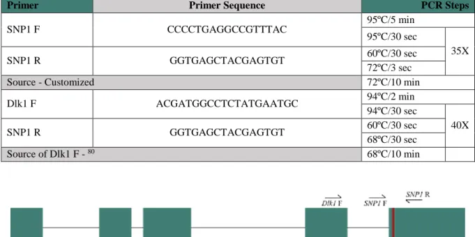 Table 2.6– Primers for allelic-specific PCR. SNP1 F and SNP1 R used for DNA; Dlk1 F and SNP1 R used for RNA