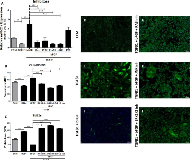 Figure  5:  Relative  miR20a  expression  and  immunofluorescence  analysis  of  endothelial  and  mesenchymal  marker  of  transdifferentiated  HUVEC