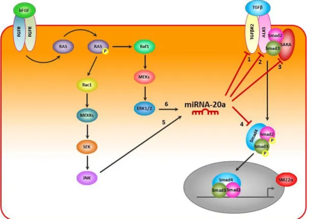 Figure  6:  Inhibitory  action  of  miR20a  on  TGFβ-ALK5-Smad2/3  signaling  pathway  and  possible  pathways of miR20a upregulation