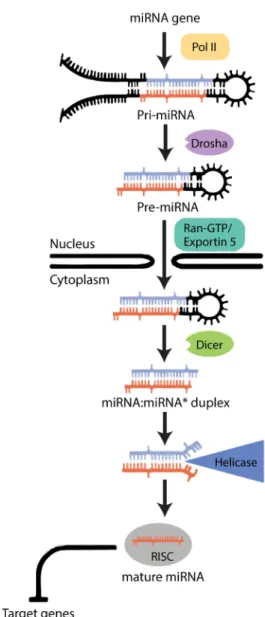 Figure 1.2 – The  biogenesis  of  microRNAs  in Drosophila  melanogaster. After  a  miRNA  is  transcribed, the  generation  of  a  mature  miRNA  includes  both  nuclear and cytoplasmic maturation, culminating in the repression of  the  translation  of  s