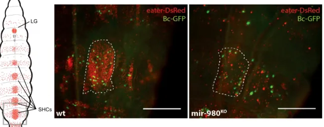 Figure 3.4 – mir-980 knock-out decreases plasmatocyte and crystal cell densities. (Left) Schematic dorsal view of a third instar  larva  where plasmatocytes  and  crystal  cells are  marked in red (eater-DsRed) and  green (Bc-GFP),  respectively.