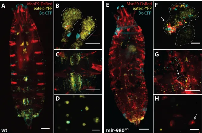 Figure 3.5 – mir-980 has a role in the regulation of lamellocyte differentiation. Comparison of the different haemocyte compartments of third instar male larvae of control line (A-D) and mir-980 knock-out (E-H)