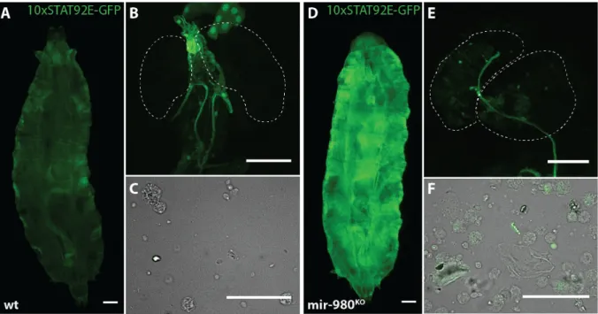 Figure 3.6 – mir-980 knock-out impacts STAT92E expression pattern. Comparison of the STAT92E activation pattern in third  instar  male  larvae  of  control line (A-C)  and  mir-980  knock-out  (D-F)