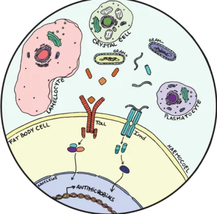 Figure 1.1 – The humoral  and  cellular  components  of  the immune response of Drosophila  melanogaster