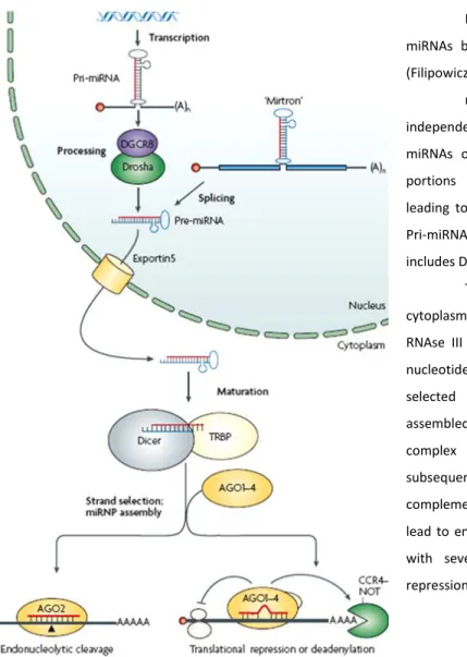 Figure  1:  Schematic  representation  of  miRNAs  biogenesis  and  their  mode  of  action