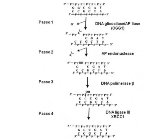 Figura  8:  Visão   geral   da  via   BER:  Passo1:  Uma  DNA glicosilase   específica  reconhece   a   base   danificada;   Segundo   passo:   Processamento   das   extremidades  danificadas   por   uma   enzima   com   atividade   AP-endonuclease;   Terc