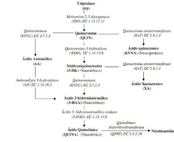 Figura 10: Rota da quinurenina (Adaptado de Mackay et al, 2006)