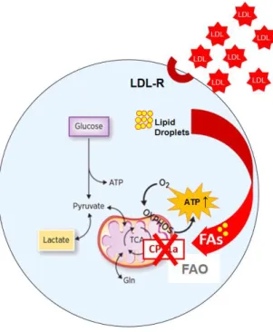 Figure 6: Specific pharmacological inhibition of CPT1a was here used to determine  whether FAO is an essential metabolic determinant in LDL-exposed MDA-MB-231  cells  (Graphic illustration adapted from Viale et al., 2015 Cancer Research Review)    