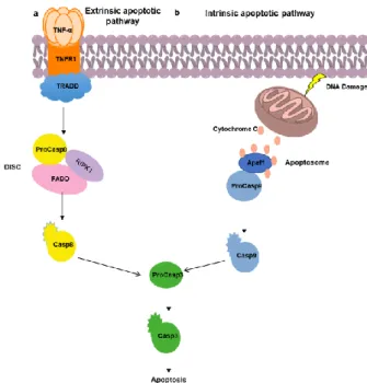 Figure 1.2. Extrinsic (a) and intrinsic (b) apoptotic pathway 