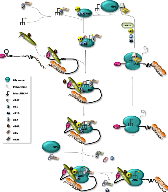 Figure I.1. The canonical pathway of eukaryotic translation.  The ternary complex, comprising eIF2- eIF2-GTP-Met-tRNAi Met , binds the 40S ribosomal subunit together with eIFs 1, 1A, 3 and 5, creating the 43S  pre-initiation complex