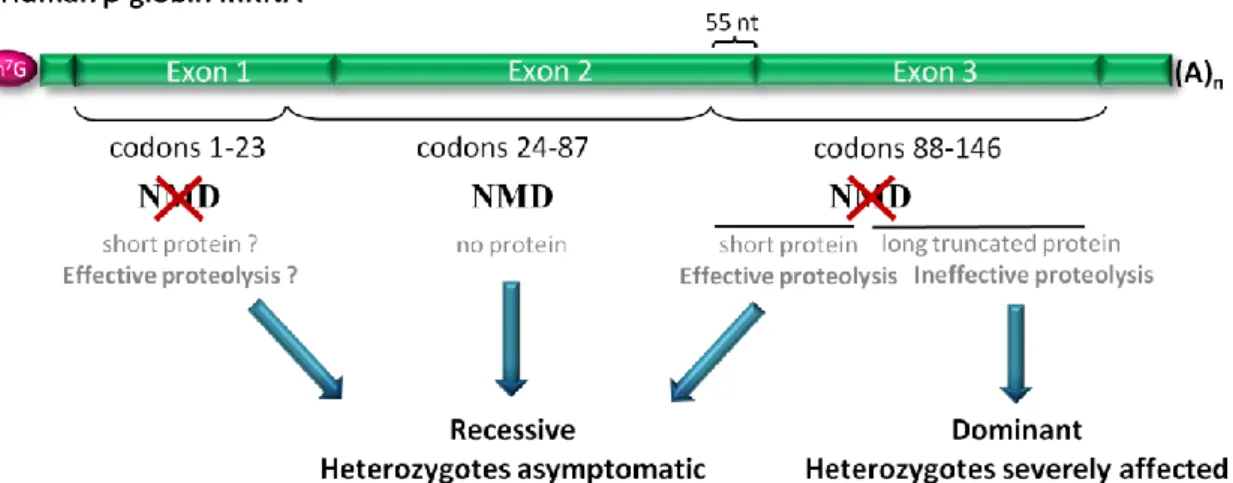 Figure  I.2.  Nonsense-mediated  mRNA  decay  modulates  the  disease  phenotype .  The  example  here  presented  shows  the  human  β-globin  mRNA