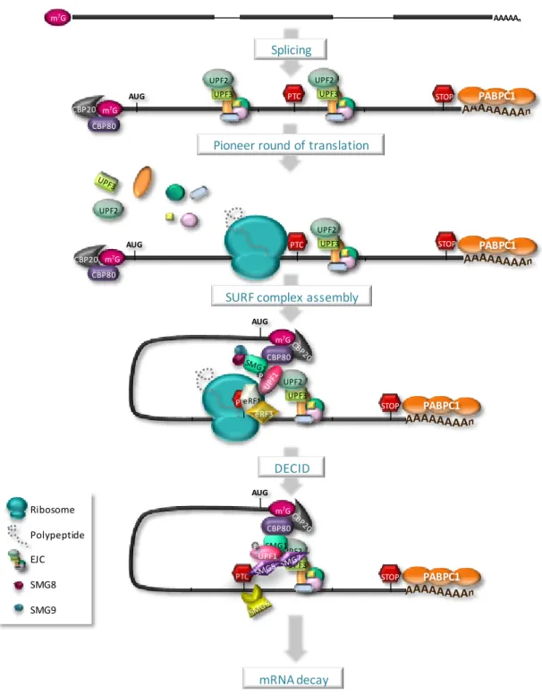 Figure  I.3.  Nonsense-mediated  mRNA  decay  occurs  during  the  pioneer  round  of  translation