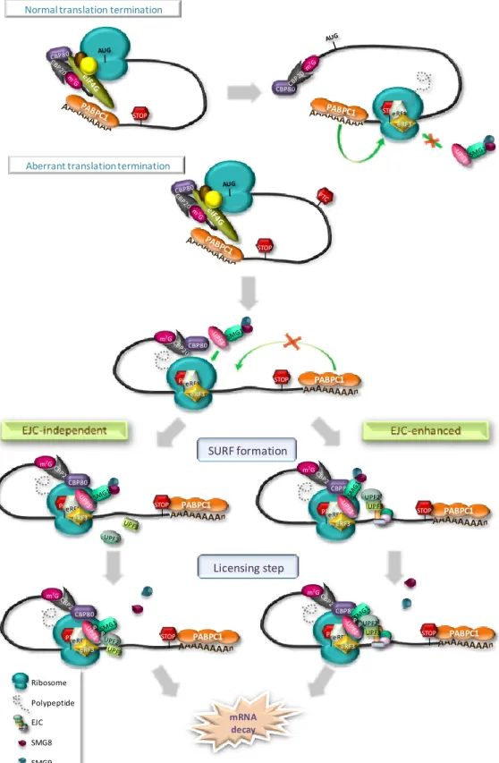 Figure  I.4.  The  unified  model  for  nonsense-mediated  mRNA  decay.  The  model  proposes  that  normal  translation  termination  involves  PABPC1  interaction  with  the  termination  complex,  via  eRF3,  inhibiting UPF1 binding to eRF3
