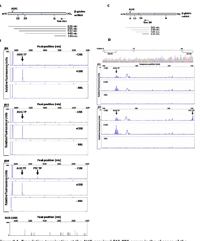 Figure II.1. Translation termination at the AUG-proximal β15 PTC occurs in the absence of the  ribosome  stalling  evident  at  the  more  distal  β39  PTC