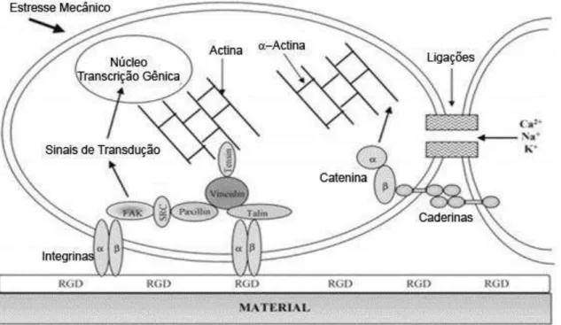Figura  2.16  –  Representação  das  proteínas  celulares  envolvidas  na  adesão  do  biomaterial  (Anselme, 2000a)