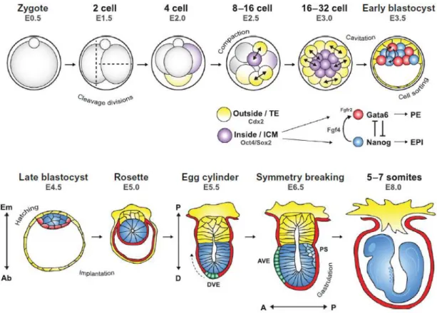 Figure 1.1 – Early Mouse Embryonic Development. Through series of cleavage divisions, the zygote gives rise to the morula  at E3.0 (embryonic day 3) with two already separated cell populations