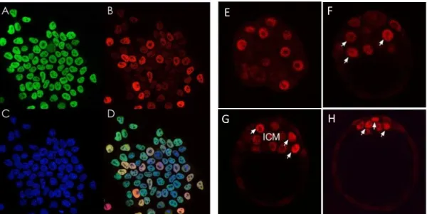 Figure  1.6  –  Nanog  Expression  in  mESCs  and  Embryos.  Immunofluorescence  staining  for:  (A)  Oct4,  (B)  Nanog,  (C)  staining with DAPI and (D) an overlay of A-C