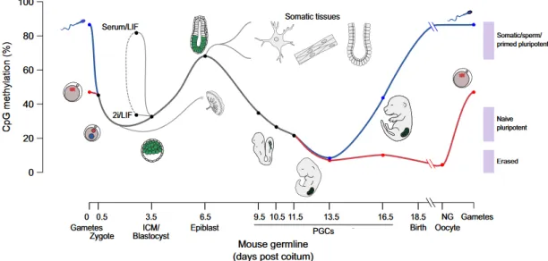 Figure  1.8  –  Global  CpG  Methylation  Levels  Throughout  Development.  Paternal  (blue  line)  and  maternal  (red  line)  genomes lose methylation until the blastocyst stage (E3.5), regaining it as cell fate specification and differentiation occurs