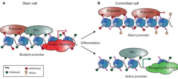 Figure 1.10 – Role of Bivalent Chromatin in Developmentally Relevant Genes.  (A) Bivalent promoters are characterized  by the existence of repressive (H3K27me3) and activation (H3K4me3) marks, deposited by Polycomb and MLL complexes,  respectively