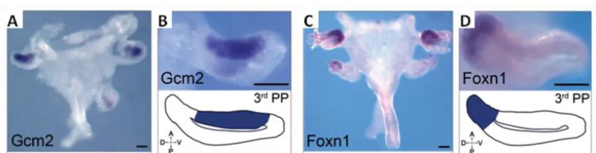 Figure  1-2  Expression  of  Gcm2  and  Foxn1  during  parathyroid  glands  and  thymus  development  in  E4.5  chick embryos