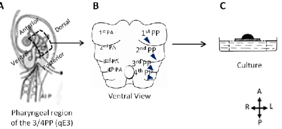 Figure 2-2 Schematic representation of the in vitro culture of the pharyngeal region explants